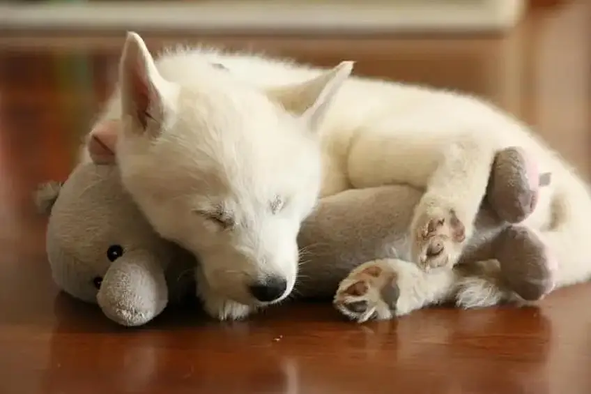 Сплю только с любимой игрушкой!
