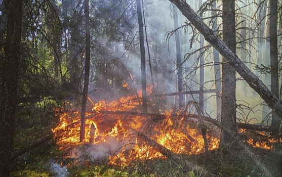 В Самаре семья спасла лес от пожара