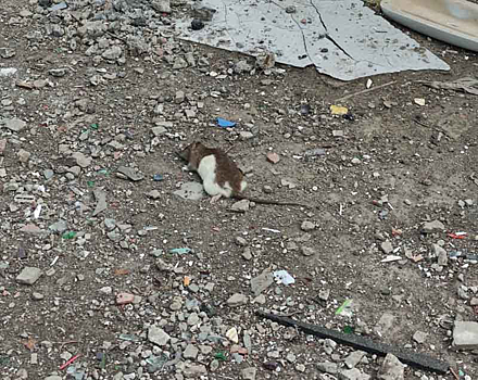 Полчища крыс заполонили центр Новосибирска