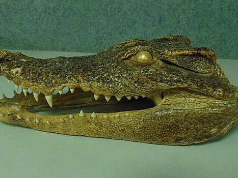 В аэропорту Уфы таможенники изъяли у пассажира чучело головы крокодила