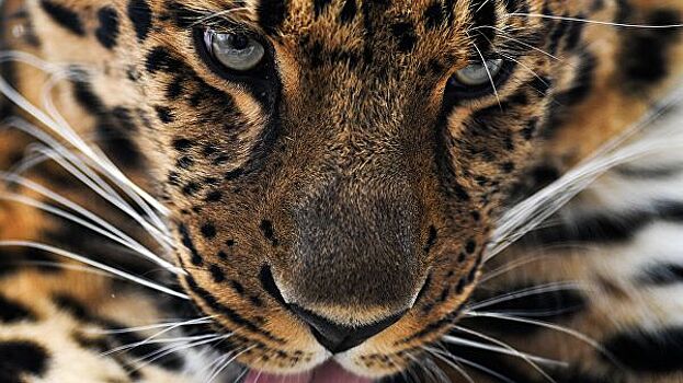 В Приморье раненому леопарду – самой редкой кошке мира - стало лучше