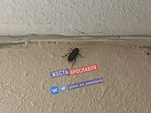 Гигантские тараканы заполонили многоэтажку в Ярославле