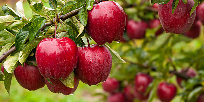 Высокий урожай яблок спрогнозировали садоводы Кубани