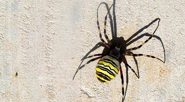 Ученые рассказали, что такое инсектофобия