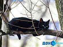 Первую рыбу &ndash; черному коту: почему сегодня нельзя надевать старые вещи