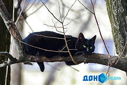 Первую рыбу &ndash; черному коту: почему сегодня нельзя надевать старые вещи