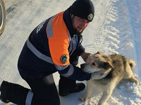 В Башкирии спасатели помогли собаке, провалившейся в пятиметровый колодец