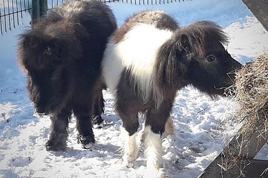 Лошади размером с собаку: Тюльпан и Анюта стали новыми обитателями Ярославского зоопарка