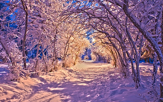 На Юго-Западе Москвы начала работу выставка о красоте зимней природы