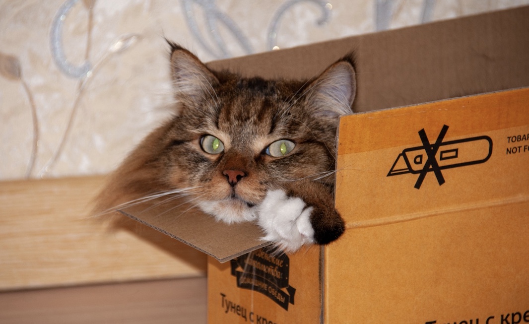Эксперты рассказали почему кошки любят коробки