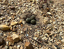 Чибисы используют неровный рельеф, чтобы прятать гнезда
