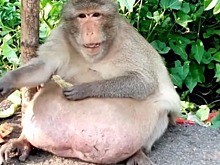 Раскормили туристы. Тучная макака сбежала из лагеря для похудения