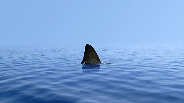 Почему акулы не нападают на людей в Черном море