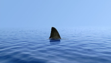 Почему акулы не нападают на людей в Черном море