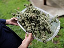 В Грузии легализовали употребление марихуаны