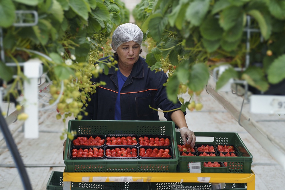 При выращивании ягод на Ставрополье применяют инновационные разработки