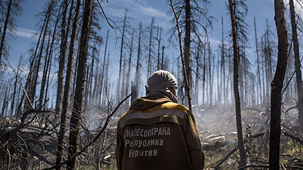 Авиалесоохрана сообщила о значительном снижении площади лесных пожаров