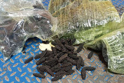 В Приморском крае у двух граждан Китая изъяли 15 кг контрабандного трепанга
