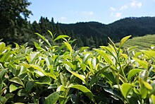 На Кубани в этом году урожай чая превысил на 60 т показатель прошлого года