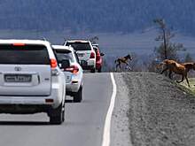 Какие автопутешествия предпочитают россияне