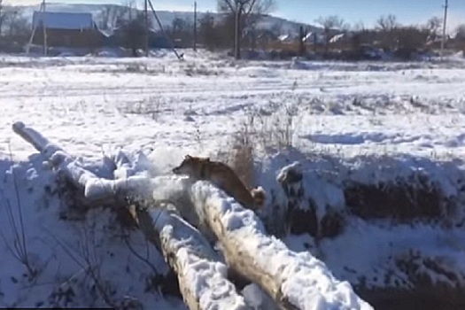 Почему, когда ты уже близок к победе (завершению какого-либо дела), ты начинаешь зацикливаться на этом и паниковать, и в итоге лажаешь и терпишь фиаско?