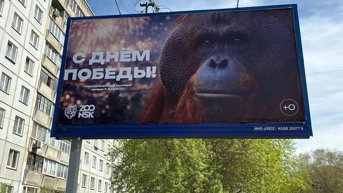 Прокуратура начала расследование по баннеру 9 мая с орангутангом в Новосибирске