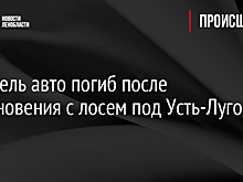 Водитель авто погиб после столкновения с лосем под Усть-Лугой
