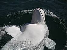 На Камчатке рыбаки спасли семью выброшенных на берег белух