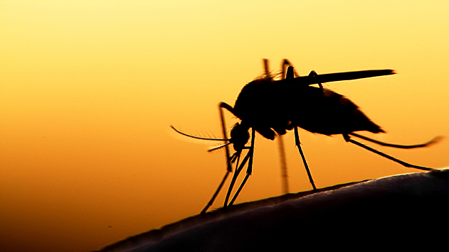 Ученые определили, какой запах человека привлекает опасных комаров