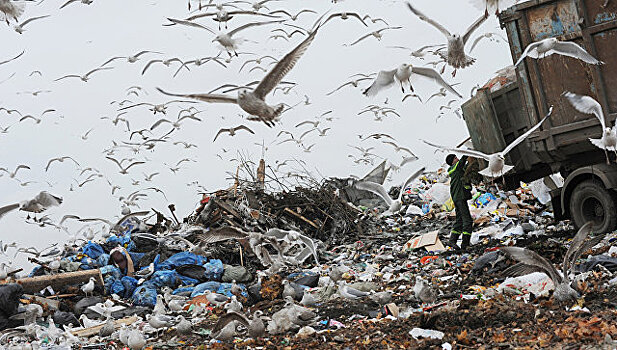 Около десятка мусороперерабатывающих заводов построят в Подмосковье