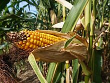 Сельхозпроизводители Приморья экспортировали продукцию на $1,25 млрд с начала года