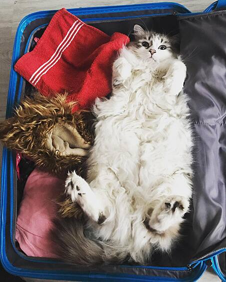 На собранных вещах в чемоданах коты особенно любят спать.