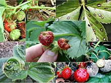 Карантин из-за антракноза земляники ввели в Сергачском районе