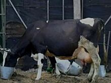 Фото коров из Ростовской области украсили американские глянцевые журналы