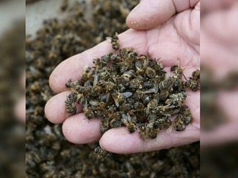 Названа предварительная причина массовой гибели пчел в Башкирии