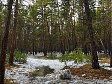 О жизни леса расскажут в Битцевском парке