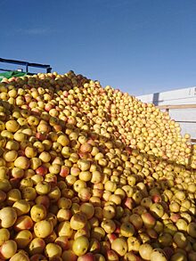 Как спасти яблочный урожай