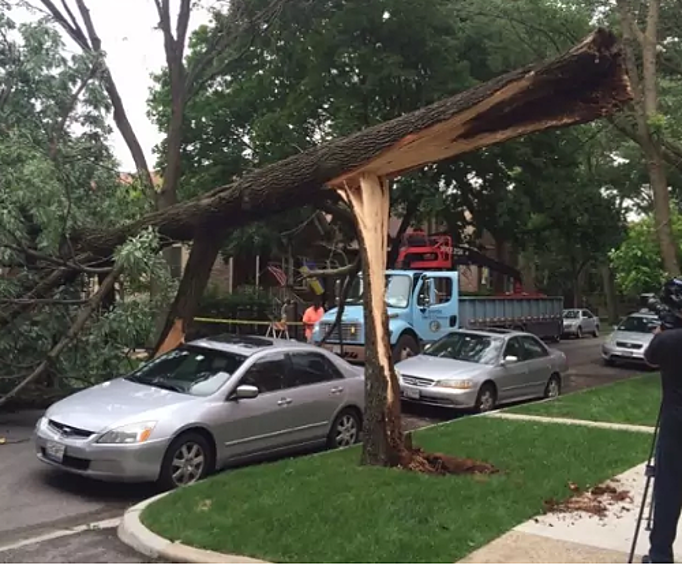 Это дерево могло серьезно повредить автомобиль, но чудесным образом получилась безопасная для транспортного средства «конструкция».