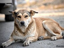 «Это ненормально»: Ратмир Мавлиев поручил ужесточить работу по отлову собак в Уфе