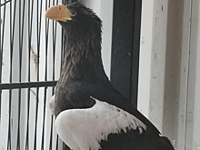 Краснокнижного орлана в мешке нашли на парковке в Нижнем Новгороде