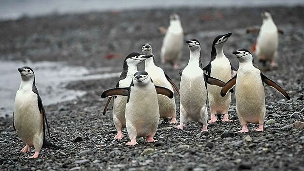 Ученые узнали, где впервые появились пингвины