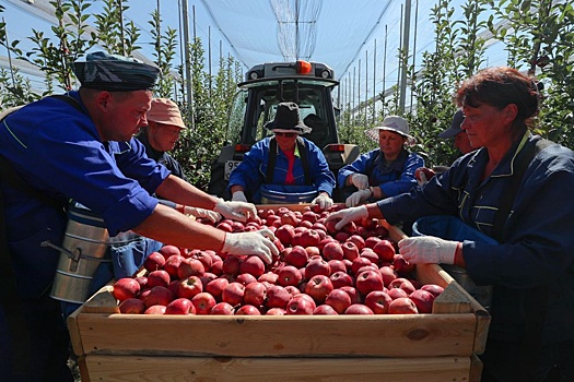 Встать садоводам на ноги помогают государство и... санкции
