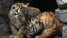 В Приморье продолжают поиски мамы трех тигрят, попавших на видео