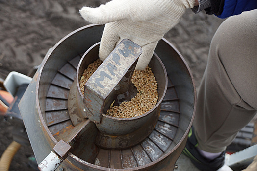 Засуха помогла курганцам вывести новые сорта пшеницы