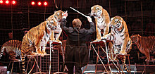 8 номеров международного циркового фестиваля в Ижевске, которые стоит увидеть
