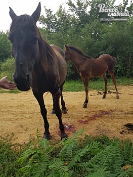 В ЮФУ создали регистратор движения для лошадей