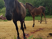 В ЮФУ создали регистратор движения для лошадей
