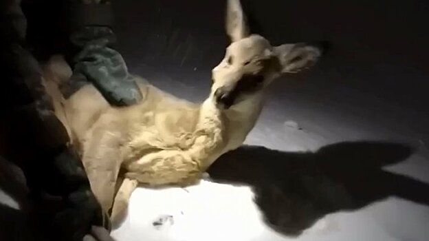 В Спутнике спасли попавшую в беду косулю