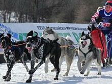 В Югре прошел первый чемпионат по ездовому спорту