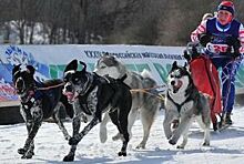 В Югре прошел первый чемпионат по ездовому спорту